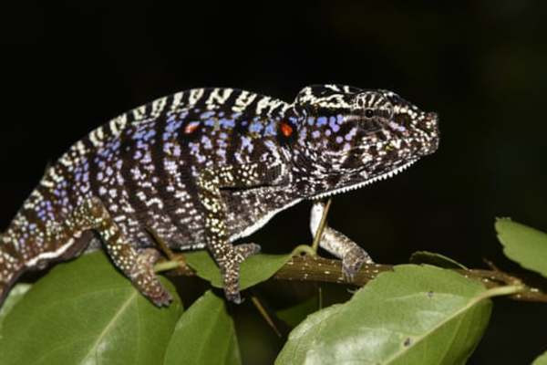 Tắc kè hoa Voeltzkow lần đầu tiên được mô tả vào năm 1893 do nhà khoa học người Đức Oskar Boettger thực hiện. Sau này nó được gọi tên đầy đủ là Alfred Voeltzkow để vinh danh nhà sinh vật học người Đức Alfred Voeltzkow .