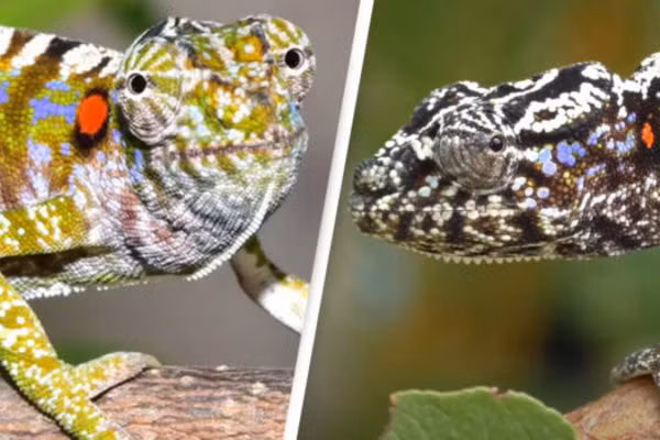 Đây là loài tắc kè hoa vô cùng khó nắm bắt, phát hiện lần cuối ở Madagascar cách đây 100 năm. Tắc kè hoa Voeltzkow thường sinh sống trong mùa mưa, sinh sản và lớn rất nhanh, tuổi thọ ngắn ngủi.