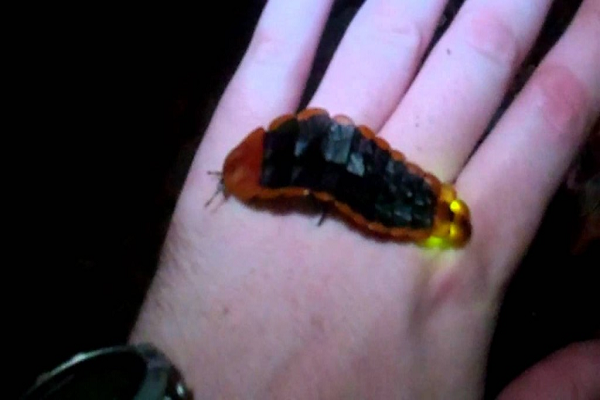 Đom đóm khổng lồ thực sự xứng đáng là Chúa tể của các loài đom đóm vì kích thước khổng lồ của chúng. Chúng được tìm thấy chủ yếu ở Thái Lan và điều đặc biệt là bạn thậm chí có thể nhìn thấy ánh sáng của chúng trong bóng tối từ khoảng cánh lên tới 100 m