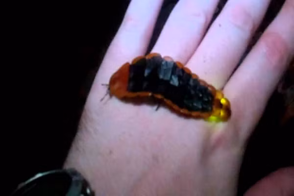 Đom đóm khổng lồ thực sự xứng đáng là Chúa tể của các loài đom đóm vì kích thước khổng lồ của chúng. Chúng được tìm thấy chủ yếu ở Thái Lan và điều đặc biệt là bạn thậm chí có thể nhìn thấy ánh sáng của chúng trong bóng tối từ khoảng cánh lên tới 100 m