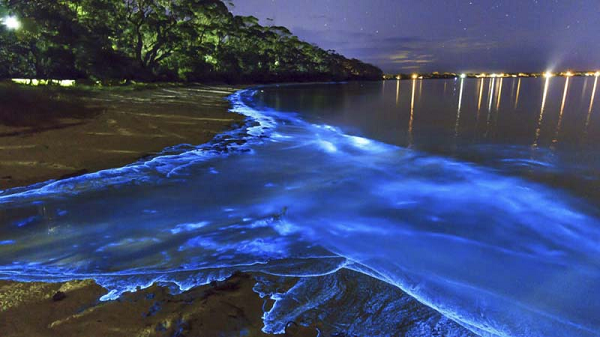 Tảo Dinoflagellates thực chất là một loài động vật đơn bào gây ra hiện tượng tự nhiên còn được gọi là “thủy triều đỏ”.