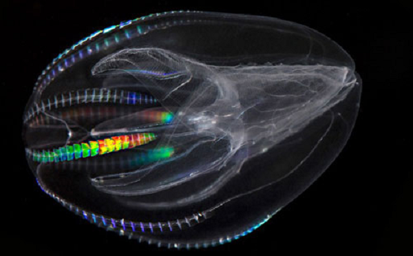 Sứa lược phát ra ánh sáng khi chúng di chuyển, tạo ra hiệu ứng cầu vồng không giống như những loài sinh vật khác phát ra ánh sáng màu xanh dương hay xanh lá cây trong bóng tối.