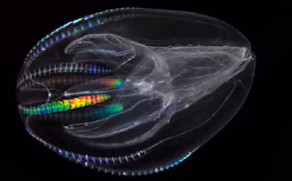 Sứa lược phát ra ánh sáng khi chúng di chuyển, tạo ra hiệu ứng cầu vồng không giống như những loài sinh vật khác phát ra ánh sáng màu xanh dương hay xanh lá cây trong bóng tối.