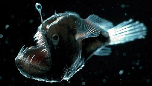 Cá anglerfish có gai vây lưng nhô ra ở ngay phía trên miệng, trông giống như một cái cần câu. Chúng có khả năng phát sáng và thu hút con mồi.