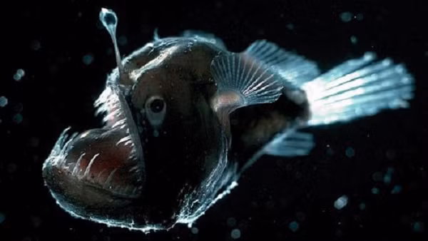 Cá anglerfish có gai vây lưng nhô ra ở ngay phía trên miệng, trông giống như một cái cần câu. Chúng có khả năng phát sáng và thu hút con mồi.