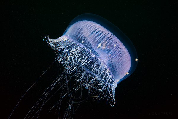 Sứa biển Aequorea là một trong những sinh vật đầu tiên trên Trái đất có thể tự phát ra ánh sáng.