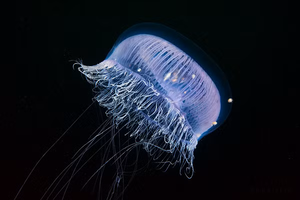 Sứa biển Aequorea là một trong những sinh vật đầu tiên trên Trái đất có thể tự phát ra ánh sáng.