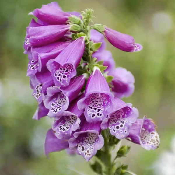 Hoa chùm pháo có những chùm hoa chĩa thẳng lên trời như một ngọn tháp. Loài hoa này được dùng làm nguyên liệu để bào chế thuốc chữa bệnh tim và một số bệnh thường gặp khác như thiếu máu và táo bón. Tuy nhiên nếu ăn tươi có thể gây rối loạn nhịp tim và đau bụng dữ dội, quá liều có thể gây tử vong.