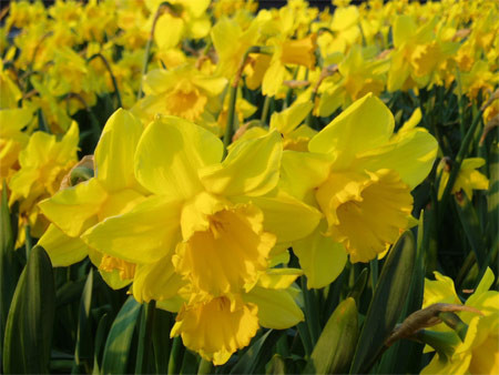 Hoa thủy tiên: hoa và thân cây thì an toàn nhưng phần rễ củ thì rất nguy hiểm. Tinh chất chiết xuất từ củ Narcissus khi bôi lên các vết thương hở có thể làm tê liệt hệ thần kinh cũng như hệ tim mạch.