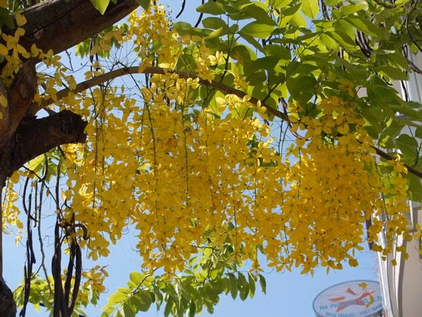 Hoa muồng hoàng yến hay còn được gọi là hoa bò cạp vàng hay hoa osaka, có màu vàng, nở thành chùm rực rỡ rất đẹp. Tuy nhiên cả hoa, lá, quả và hạt muồng hoàng yến đều có chất độc, gây ngộ độc nếu ăn phải.