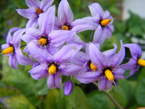 Hoa anh đào đen vô cùng độc hại chỉ ăn một ít thôi cũng bị mất giọng, hô hấp khó khăn hay bị co giật.