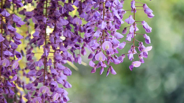  Hoa tử đằng còn được gọi là hoa đậu tía, chúng có màu tím rất đẹp nên thường được trồng làm cảnh. Không chỉ đẹp, hoa tử đằng còn có mùi thơm rất quyến rũ. Nhưng hạt hoa tử đằng rất độc, có thể gây nôn ói, chuột rút và tiêu chảy nếu ăn phải.