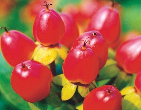 Chuỗi ngọc: Tên khoa học là Sedum morganianum: Tất cả bộ phận có chất Glucosides gây mệt mỏi, khó thở, tiêu chảy nếu ăn phải.