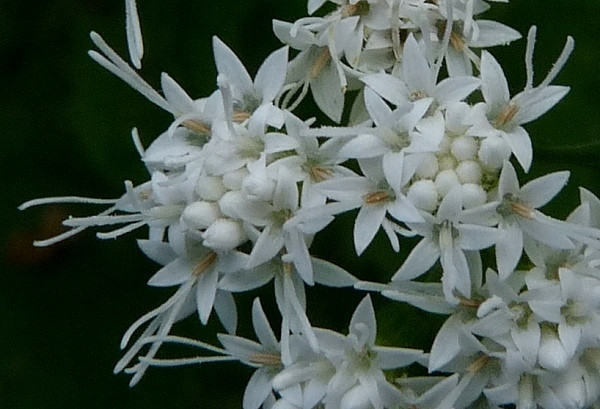 Khi bò nhấm nháp những bông hoa trắng tuyệt đẹp hay thân cây snakeroot thì xương và nguồn sữa của chúng sẽ nhiễm chất tremetol độc hại. Khi chúng ta uống phải những sản phẩm sữa từ những con bị nhiễm độc thì sẽ dẫn đến ngộ độc cấp tính.