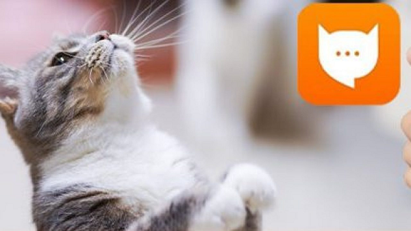 Bằng cách ghi lại và gắn nhãn cho âm thanh của loài mèo, nhờ vào trí tuệ nhân tạo AI, ứng dụng MeowTalk có thể hiểu rõ và phân tích giọng nói của từng con mèo: càng sử dụng nhiều, độ chính xác của ứng dụng sẽ ngày càng cao.