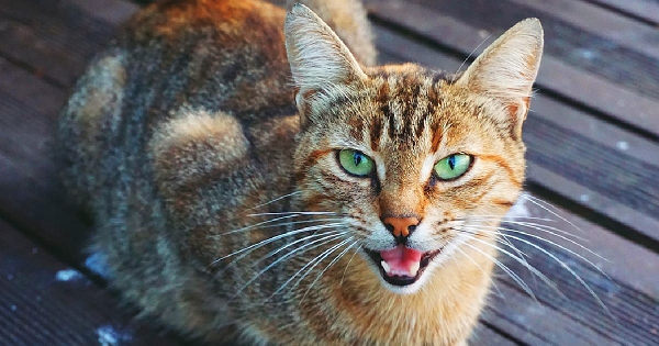 Tuy nhiên, người dùng cũng bày tỏ sự lo lắng về quyền riêng tư trên ứng dụng đối với cách các dữ liệu thu được từ các bản ghi được lưu trữ và sử dụng.