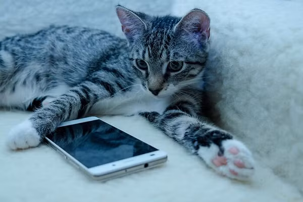 Nhưng các đánh giá khác thì rất tích cực và hiện tại ứng dụng MeowTalk có điểm đánh giá trung bình là 4.3/5 sao trên Google Play Store
