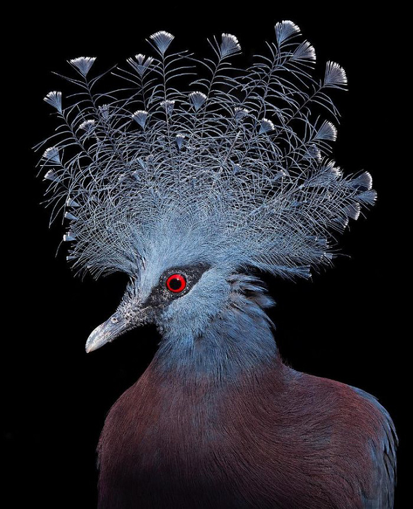 Bồ câu vương miện Victoria(Victoria Crowned Pigeon) sở hữu vẻ bề ngoài mỹ miều với bộ lông vũ màu xanh pha ánh tím tuyệt đẹp, đôi mắt sắc sảo đỏ rực nổi bật có viền và đặc biệt là chỏm lông dựng như mào trên đỉnh đầu.