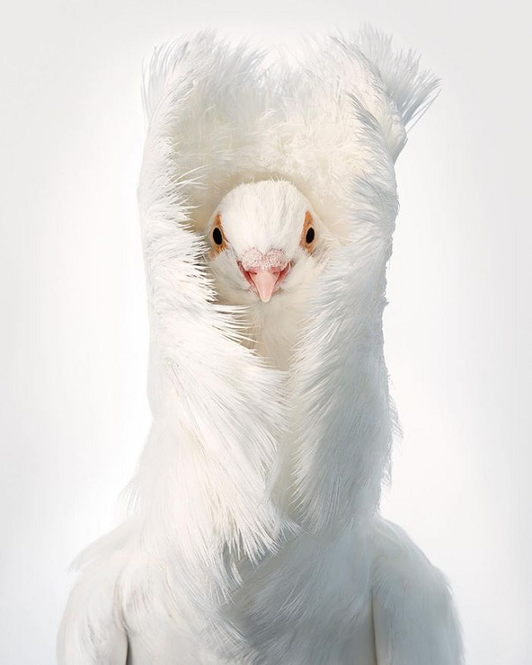 Bồ câu Jacobin là giống chim bồ câu cảnh được thuần hóa tại châu Á với đặc trưng là bộ lông giống sư tử.