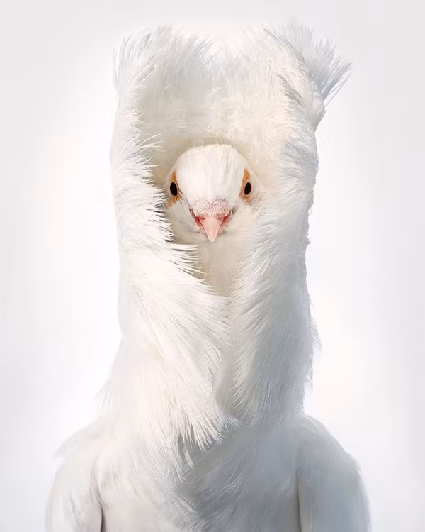 Bồ câu Jacobin là giống chim bồ câu cảnh được thuần hóa tại châu Á với đặc trưng là bộ lông giống sư tử.