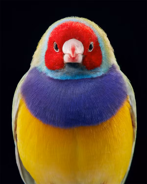 Gouldian Finch là một loài chim thuộc họ Estrildidae, chúng còn có tên gọi khác là chim bảy màu. Vì nhiều nguyên nhân khác nhau, từ thế kỷ 20 đã chứng kiến sự suy giảm nhanh chóng của số lượng chim 7 màu ngoài tự nhiên. Đến năm 1992, nó được phân loại là loài nguy cấp theo tiêu chí C2ai của IUCN.