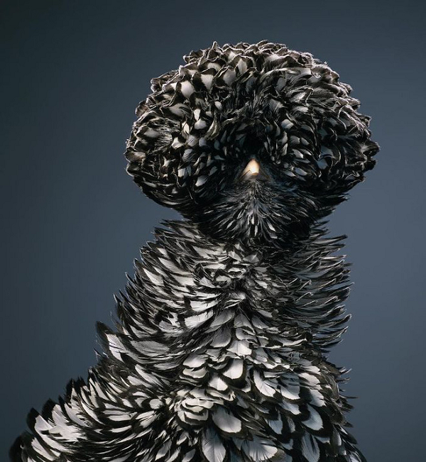 Một con Silver Laced Polish Chicken với bộ lông vô cùng đặc biệt có 1-0-2.