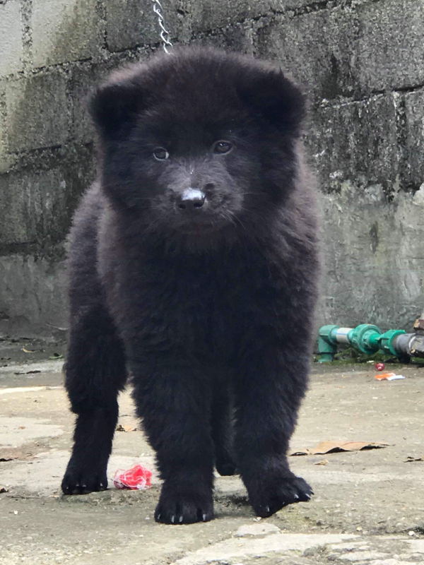 Đặc biệt, chó Bắc Hà còn sở hữu tốc độ đáng kinh ngạc khi có thể băng qua các địa hình hiểm trở một cách dễ dàng. Với bản tính thông minh, nhanh nhẹn mà giống Bắc Hà còn được nhiều người nuôi để huấn luyện để trở thành chó nghiệp vụ.