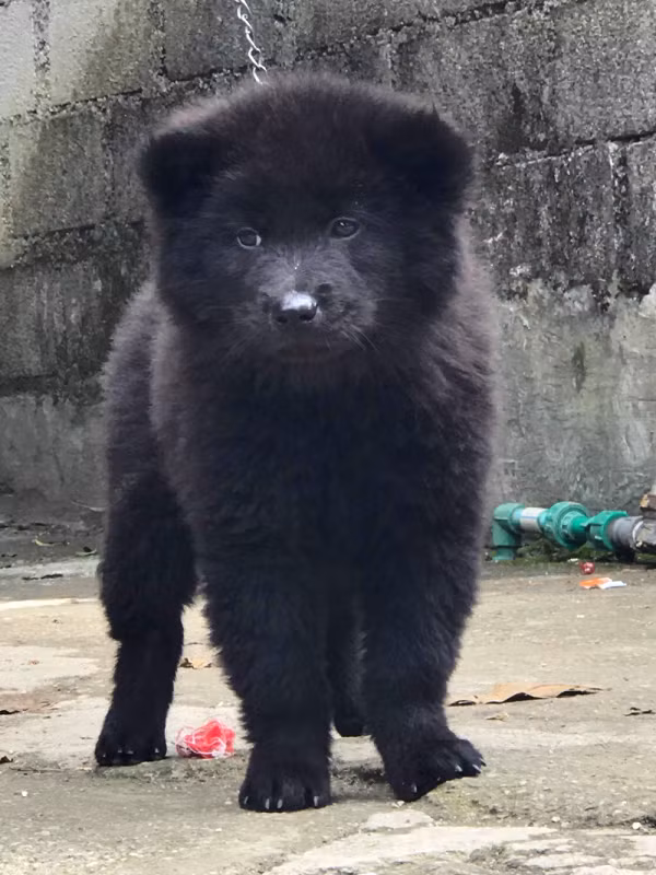 Đặc biệt, chó Bắc Hà còn sở hữu tốc độ đáng kinh ngạc khi có thể băng qua các địa hình hiểm trở một cách dễ dàng. Với bản tính thông minh, nhanh nhẹn mà giống Bắc Hà còn được nhiều người nuôi để huấn luyện để trở thành chó nghiệp vụ.