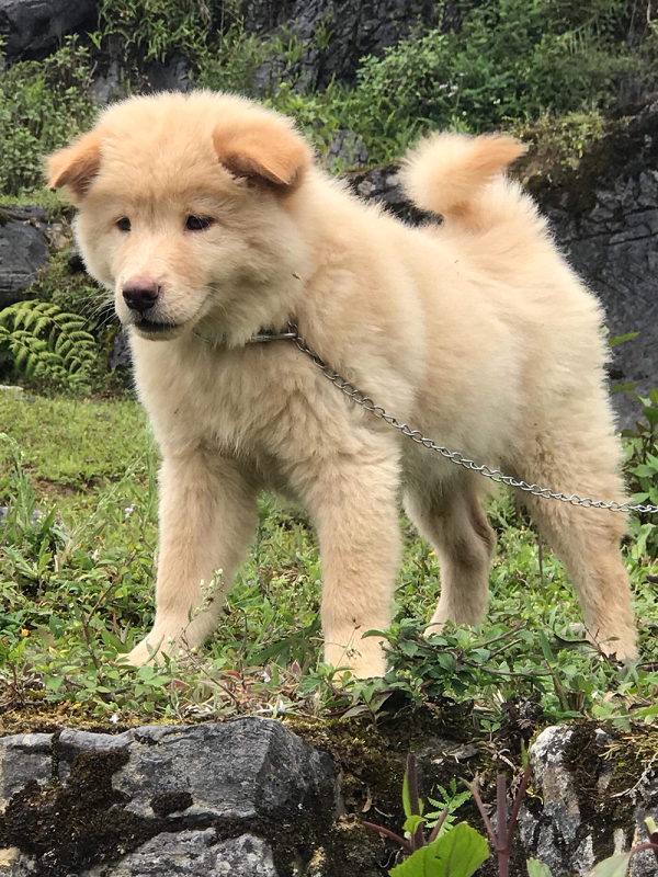 Khi thấy chủ nhân bị các con thú hoang đe dọa, chúng sẵn sàng ra sức tấn công kể cả phải bỏ mạng miễn sao bảo vệ được chủ nhân.