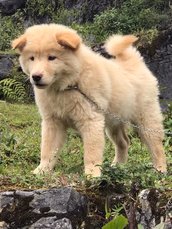 Khi thấy chủ nhân bị các con thú hoang đe dọa, chúng sẵn sàng ra sức tấn công kể cả phải bỏ mạng miễn sao bảo vệ được chủ nhân.