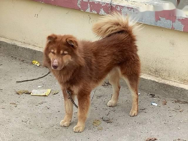 Chó Bắc Hà được xem là một trong "tứ đại quốc khuyển" của Việt Nam. Giống chó Bắc Hà khá đa dạng về màu lông. Người ta thường thấy những chú chó Bắc Hà màu vện, màu vàng, màu trắng, màu đen, màu xám hay màu khoang.