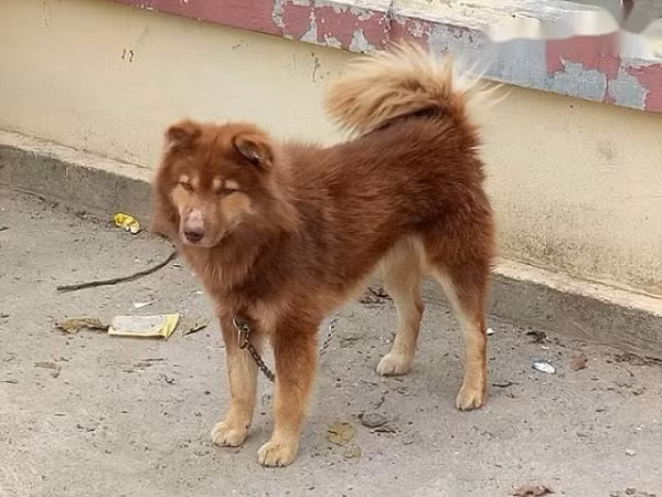 Chó Bắc Hà được xem là một trong "tứ đại quốc khuyển" của Việt Nam. Giống chó Bắc Hà khá đa dạng về màu lông. Người ta thường thấy những chú chó Bắc Hà màu vện, màu vàng, màu trắng, màu đen, màu xám hay màu khoang.