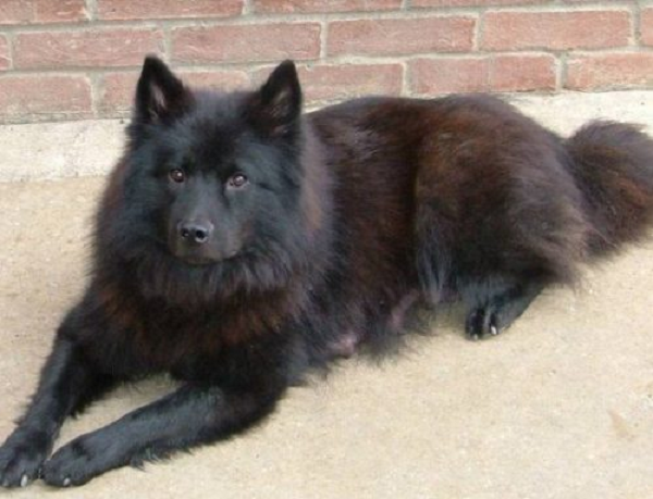 Sự thông minh của chó Bắc Hà còn thể hiện ở trí nhớ cực tốt. Khi còn ở miền núi, những chú chó này thường phải đi săn cùng chủ nhân. Do đó, cún cần phải có khả năng ghi nhớ đường tốt để không bị lạc.