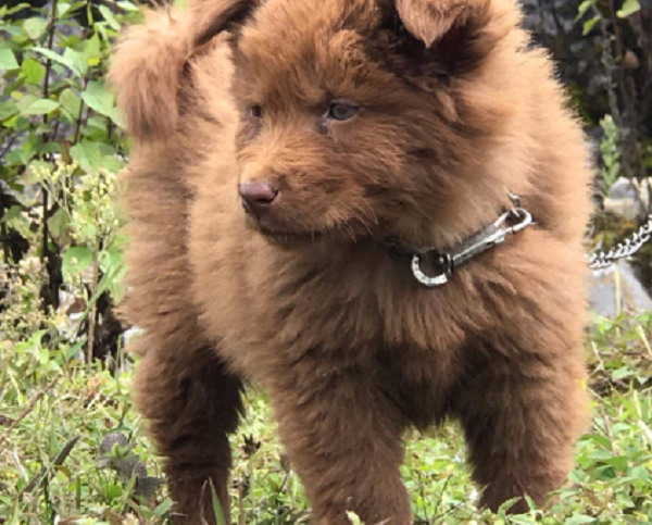 Vì vậy, nếu nuôi giống chó này thì bạn không nên cho cún tiếp xúc với người lạ. Đồng thời, phải huấn luyện cho cún biết kiềm chế tính hung hãn và không tấn công bừa bãi.