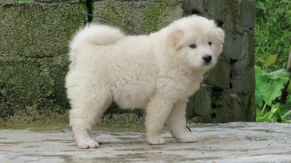 Người dân tộc vùng Tây Bắc thường nuôi giống chó này để chúng trông coi nhà cửa, vật nuôi,.. Những chú Bắc Hà với thể lực dẻo dai, nhanh nhẹn còn giống như người trợ thủ đắc lực trong những chuyến đi săn của người dân nơi đây.