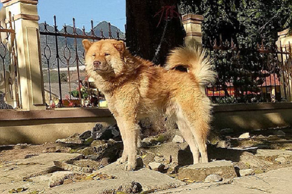 Đối với người trong gia đình, cún luôn tỏ ra rất thân thiện, sẵn sàng thực hiện mọi mệnh lệnh. Nhưng với người lạ, chúng lại tỏ ra vô cùng cảnh giác. Nếu cảm thấy có nguy hiểm rình rập, chúng có thể tấn công lại ngay lập tức.