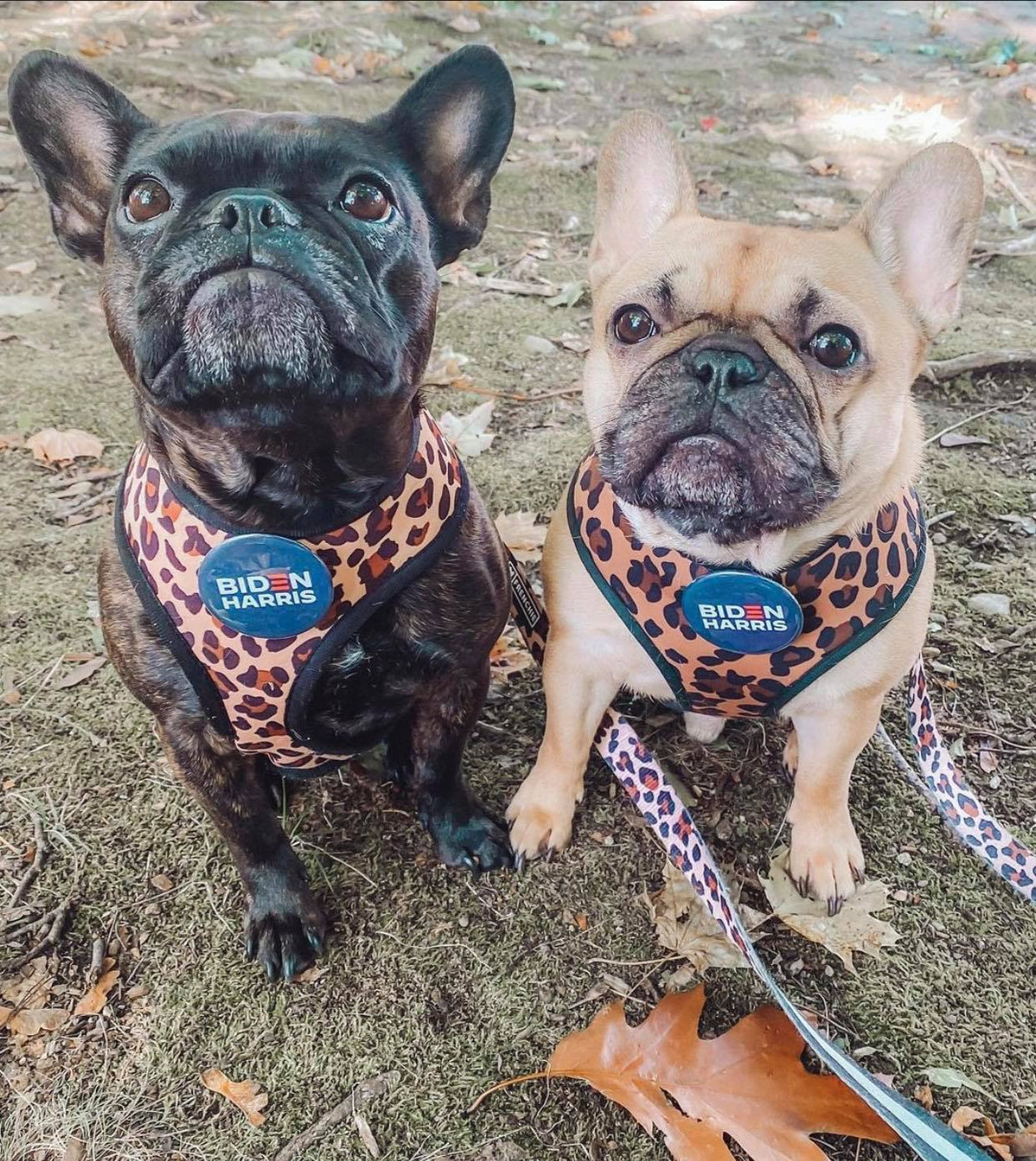 Đôi bạn cực ngầu dắt tay nhau đi tham gia bầu cử tổng thống Mỹ.