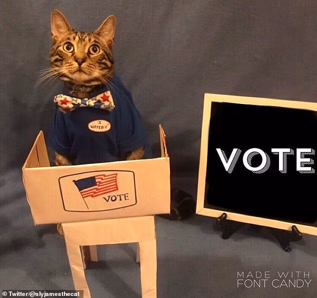 Chủ nhân của chú mèo này cẩn thận trang trí sắp xếp bối cảnh đẹp mắt