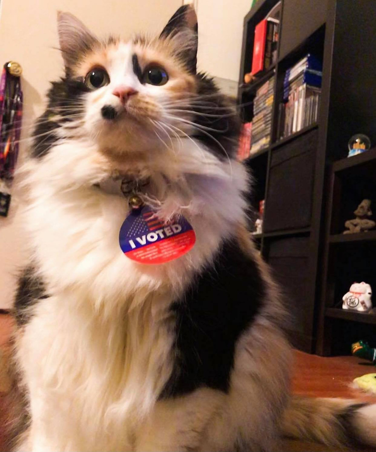 Biển hiệu có gắn chữ "Tôi đã bỏ phiếu" từ lâu đã trở thành truyền thống lâu đời của người dân Mỹ nhưng nay trở nên dễ thương hơn khi thú cưng của họ đeo chúng.