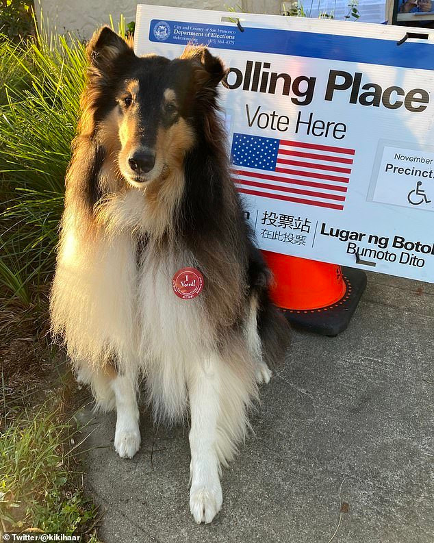 Thú cưng có thể trực tiếp theo chủ nhân của mình đến các điểm bỏ phiếu