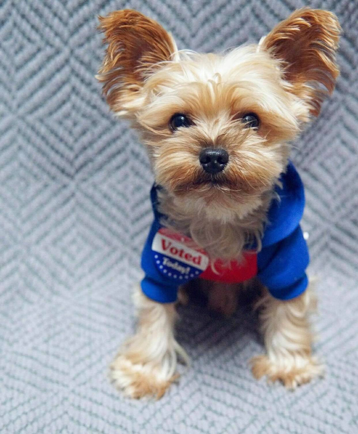 Cư dân mạng sử dụng hashtag #DogsAtPollingStations để chia sẻ hình ảnh thú vị về thú cưng đi 'bầu cử Tổng thống Mỹ'