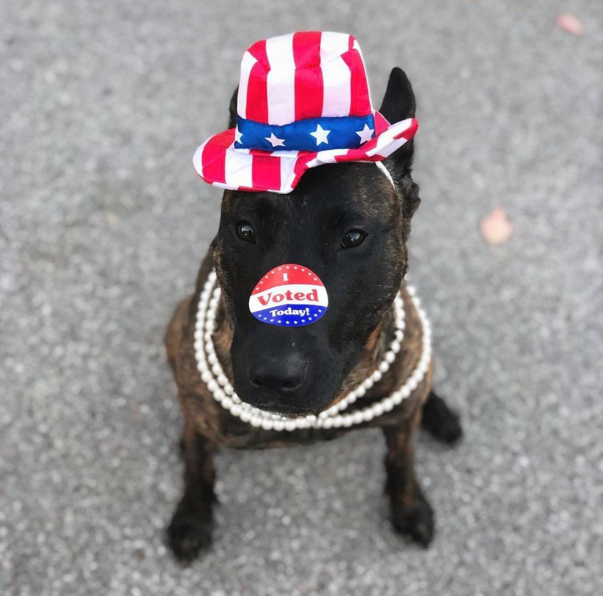 Chứng nhận "tôi đã bỏ phiếu" được dán trước mũi rồi nhé!!!