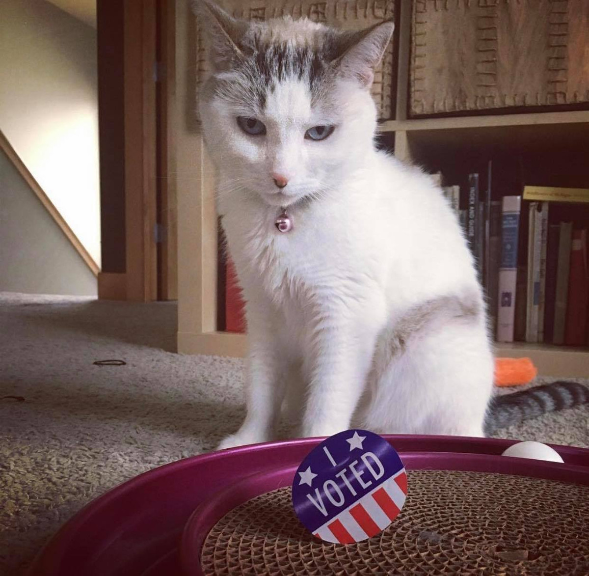 Khuôn mặt nguy hiểm như vậy, nếu không đắc cử tổng thống là cẩn thận với chú mèo này đó.