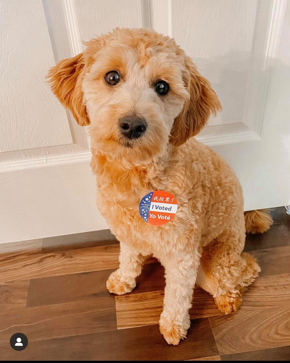 Trái với không khí căng thẳng của cuộc đua, hình ảnh của những người bạn bốn chân này khiến chúng ta tan chảy.