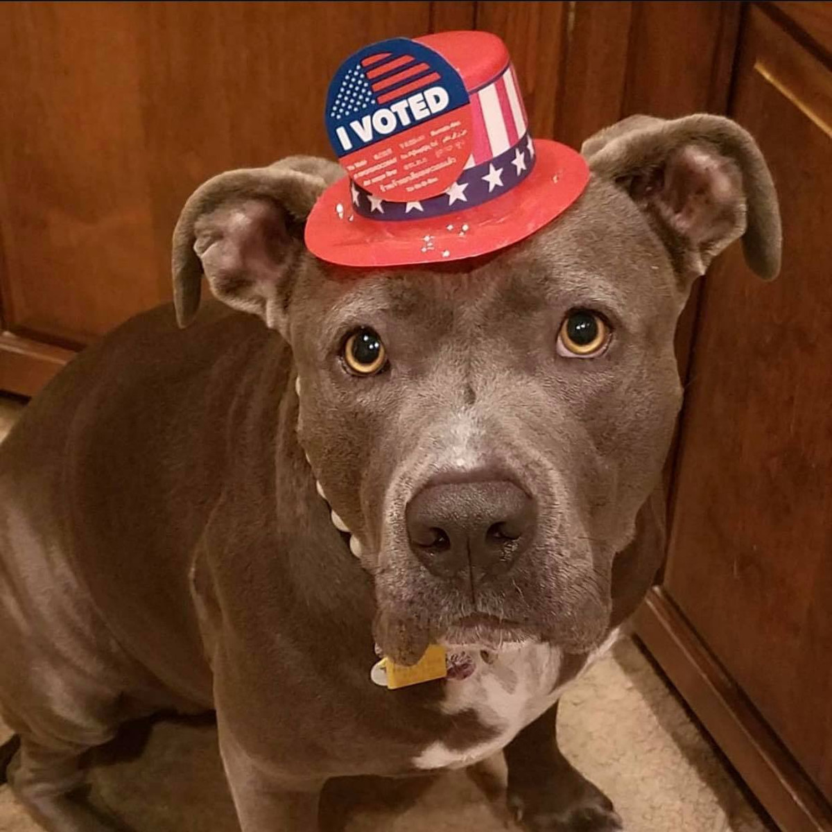 Chiếc mũ bé nhỏ xinh xinh được chủ nhân của chú chó này diện cho thú cưng của mình có dán chứng nhận "I Vote".