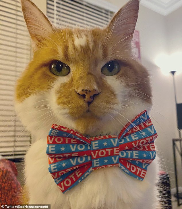 Chiếc nơ bầu cử tổng thống cực xinh xắn và điệu đà.