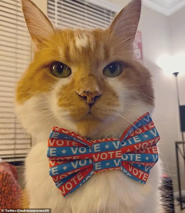 Chiếc nơ bầu cử tổng thống cực xinh xắn và điệu đà.