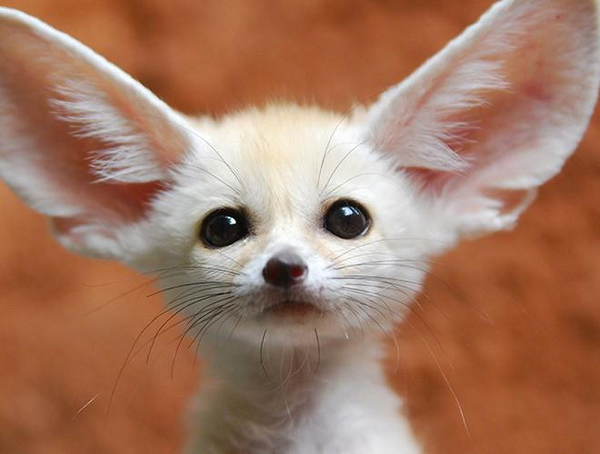 Cáo Fennec có đôi tai to dài tới 15 cm, cặp tai này làm nhiệm vụ điều hoà nhiệt độ cơ thể và định vị được con mồi di chuyển dưới lòng đất. Cáo Fennec là một động vật sống chủ yếu về đêm, săn bắt động vật có vú nhỏ, chim và côn trùng vào ban đêm.