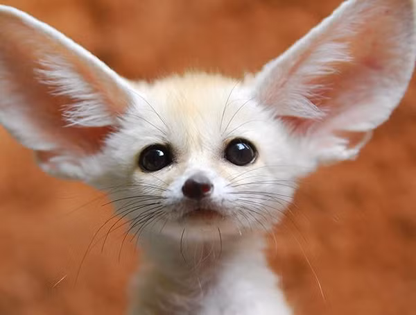 Cáo Fennec có đôi tai to dài tới 15 cm, cặp tai này làm nhiệm vụ điều hoà nhiệt độ cơ thể và định vị được con mồi di chuyển dưới lòng đất. Cáo Fennec là một động vật sống chủ yếu về đêm, săn bắt động vật có vú nhỏ, chim và côn trùng vào ban đêm.