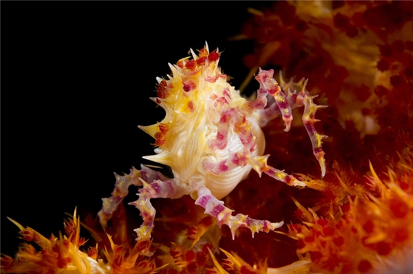 Candy Crab – Cua kẹo ( Hoplophrys) thuộc giống đơn bào, dài từ 1.5 cm đến 2 cm và thường sống trên san hô mềm. Nó ngụy trang bằng cách bắt chước màu sắc của san hô, màu sắc thay đổi tùy theo màu sắc của san hô và có thể có màu trắng, hồng, vàng hoặc đỏ.